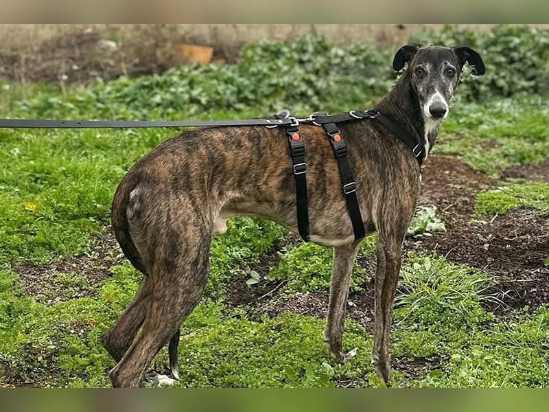 Koda (LR) wunderschöner, verschmuster und freundlicher Bube
