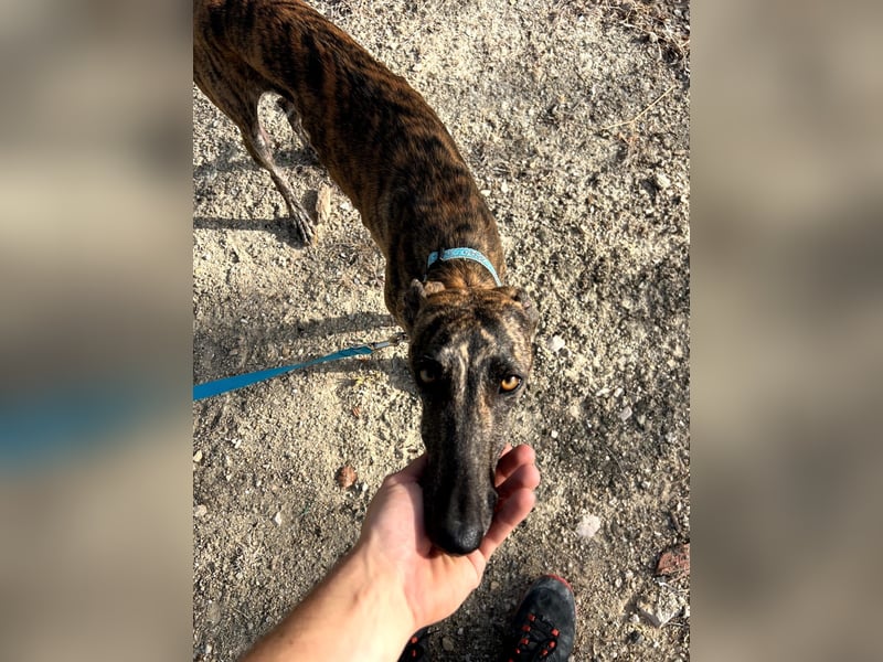 Pastora(TO) wunderschöne Hundedame