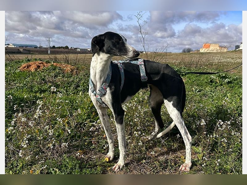 Kira (LR) eine freundliche und sanfte Hündin