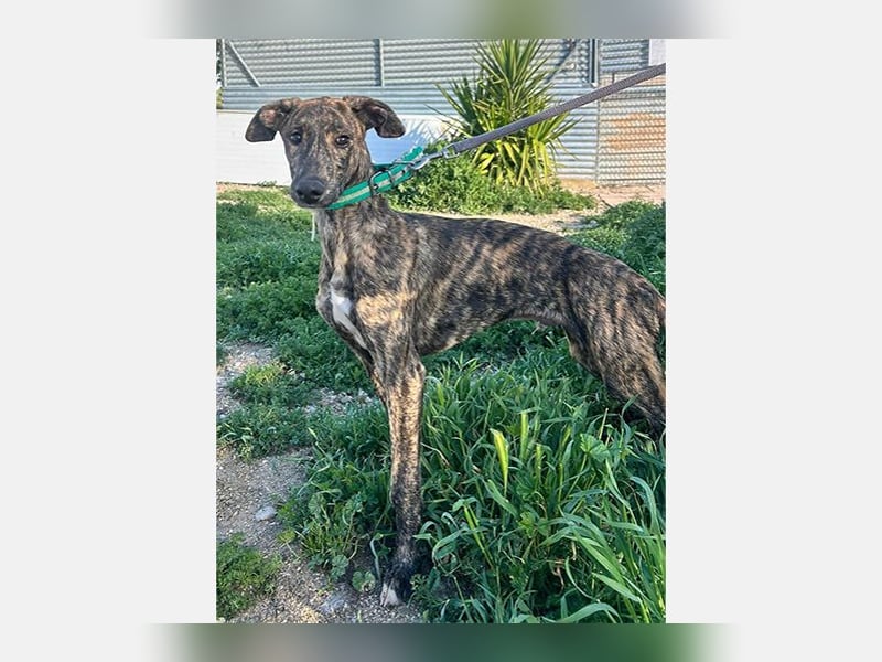 Boli (TO) einfach ein toller junger Hund