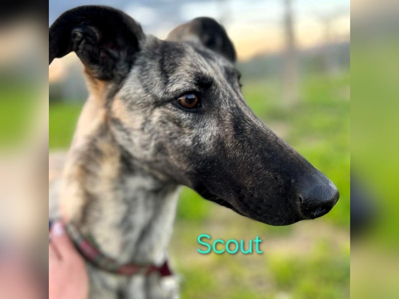 Scout geb. 12/2023 (in Deutschland) - wunderschöner, feinfühliger Galgo-Mix!