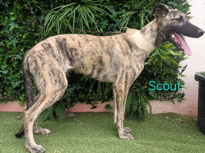 Scout geb. 12/2023 (in Deutschland) - wunderschöner, feinfühliger Galgo-Mix!