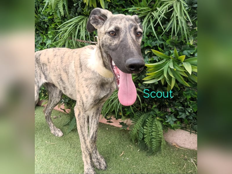 Scout geb. 12/2023 (in Deutschland) - wunderschöner, feinfühliger Galgo-Mix!