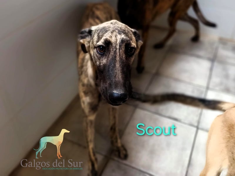 Scout geb. 12/2023 (in Deutschland) - wunderschöner, feinfühliger Galgo-Mix!