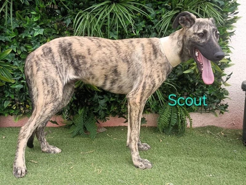 Scout geb. 12/2023 (in Deutschland) - wunderschöner, feinfühliger Galgo-Mix!