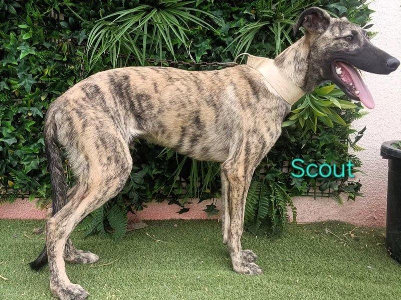 Scout geb. 12/2023 (in Deutschland) - wunderschöner, feinfühliger Galgo-Mix!