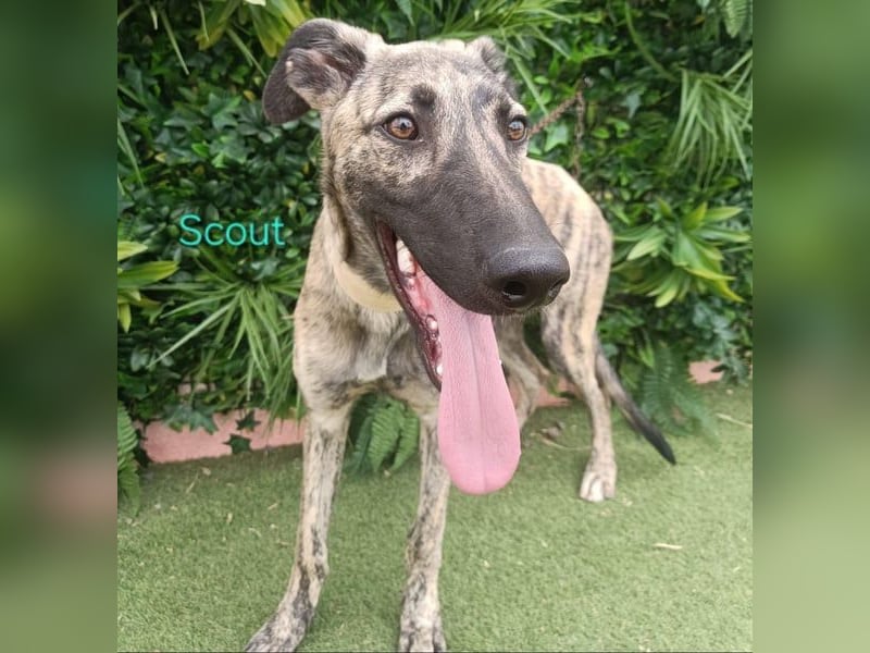 Scout geb. 12/2023 (in Deutschland) - wunderschöner, feinfühliger Galgo-Mix!
