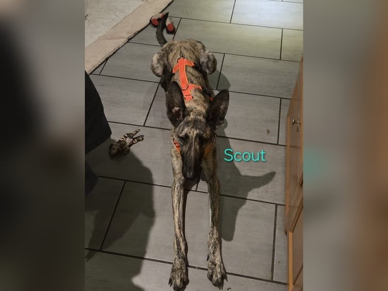 Scout geb. 12/2023 (in Deutschland) - wunderschöner, feinfühliger Galgo-Mix!