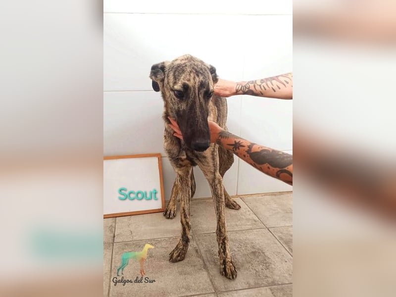 Scout geb. 12/2023 (in Deutschland) - wunderschöner, feinfühliger Galgo-Mix!