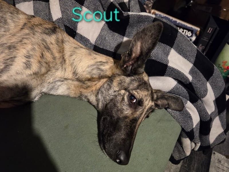 Scout geb. 12/2023 (in Deutschland) - wunderschöner, feinfühliger Galgo-Mix!