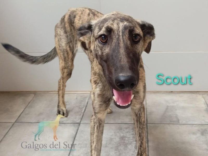 Scout geb. 12/2023 (in Deutschland) - wunderschöner, feinfühliger Galgo-Mix!