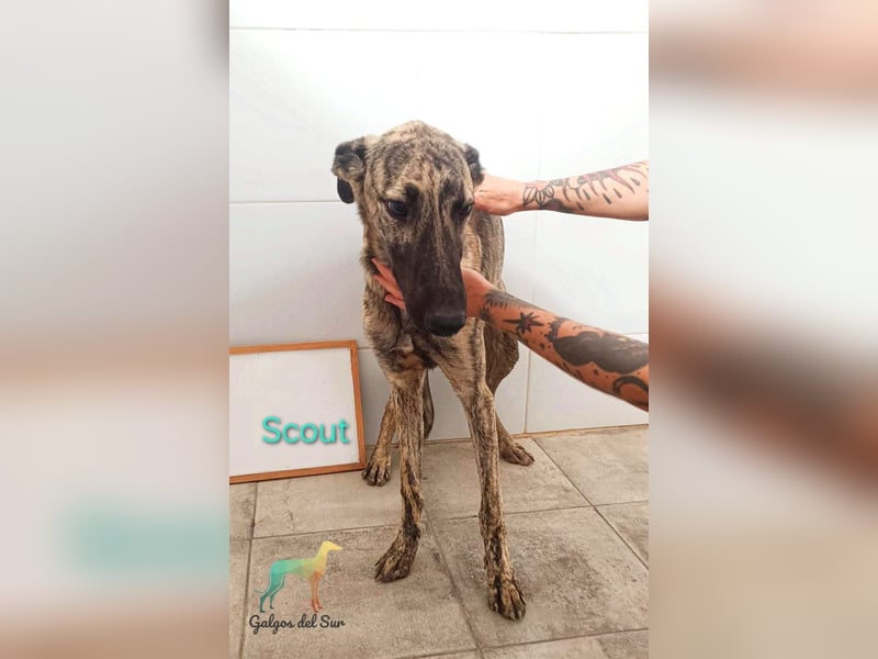 Scout geb. 12/2023 (in Deutschland) - wunderschöner, feinfühliger Galgo-Mix!