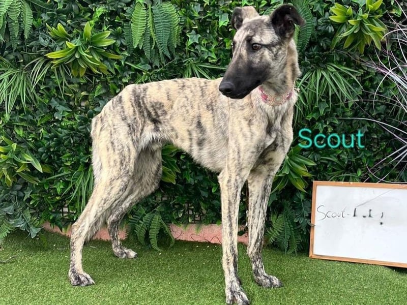Scout geb. 12/2023 (in Deutschland) - wunderschöner, feinfühliger Galgo-Mix!