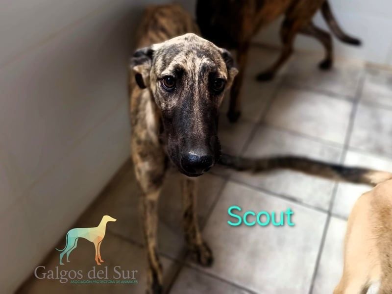 Scout geb. 12/2023 (in Deutschland) - wunderschöner, feinfühliger Galgo-Mix!