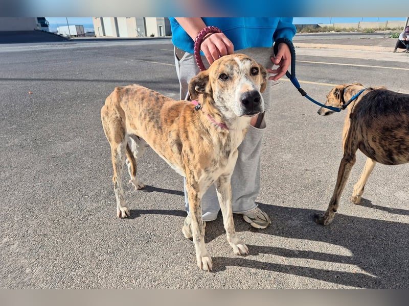 TURBO ❤️ Galgo-Mastín-Mix