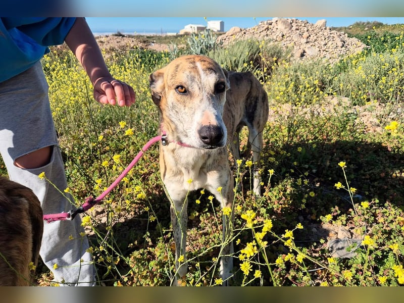 TURBO ❤️ Galgo-Mastín-Mix
