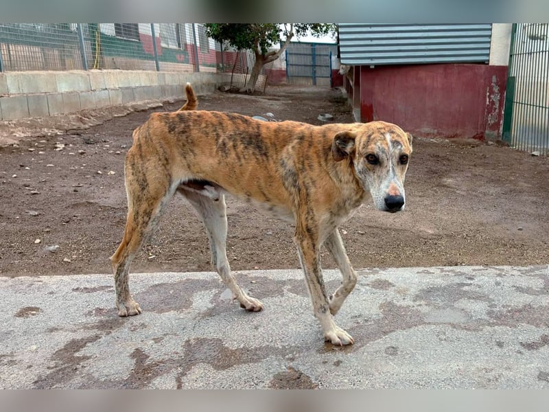 TURBO ❤️ Galgo-Mastín-Mix