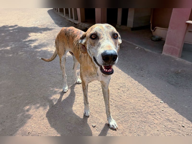 TURBO ❤️ Galgo-Mastín-Mix