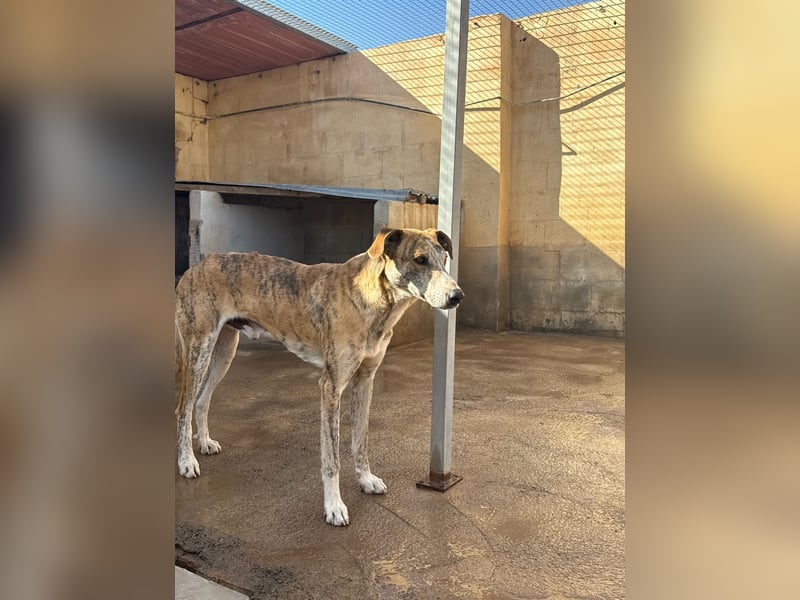 TURBO ❤️ Galgo-Mastín-Mix