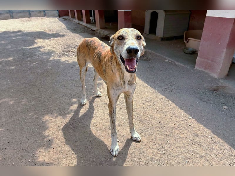 TURBO ❤️ Galgo-Mastín-Mix