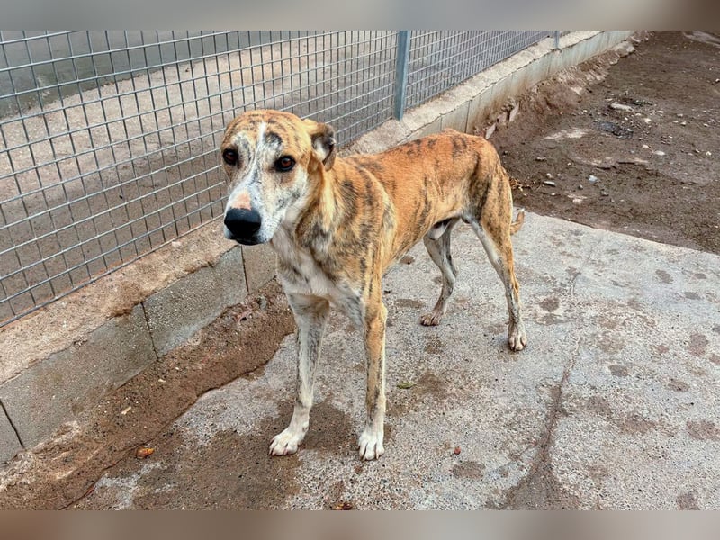 TURBO ❤️ Galgo-Mastín-Mix