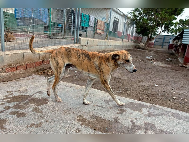 TURBO ❤️ Galgo-Mastín-Mix