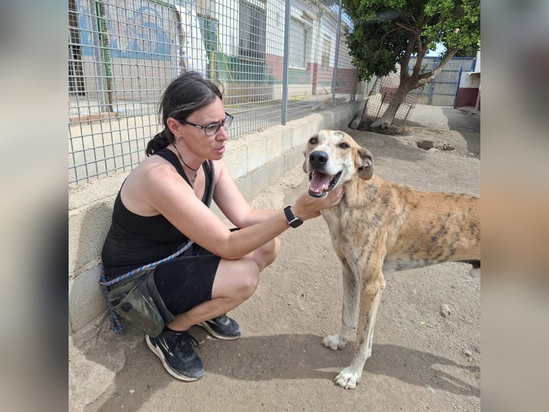 TURBO ❤️ Galgo-Mastín-Mix
