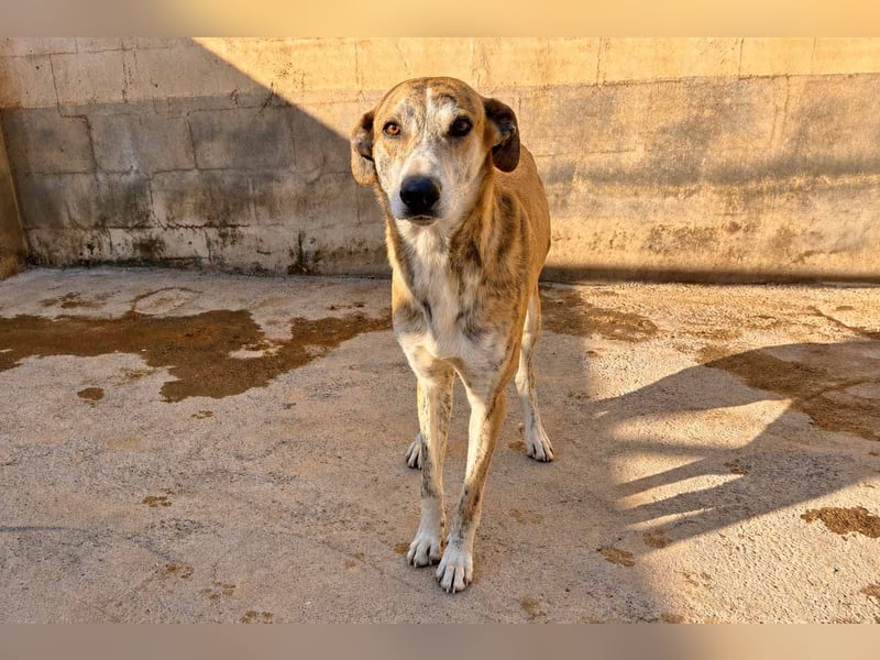 TURBO ❤️ Galgo-Mastín-Mix