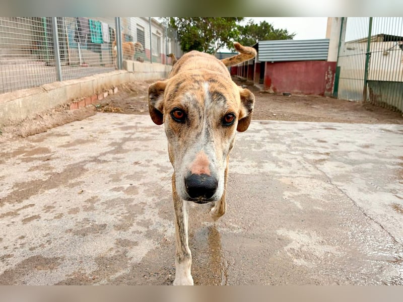 TURBO ❤️ Galgo-Mastín-Mix