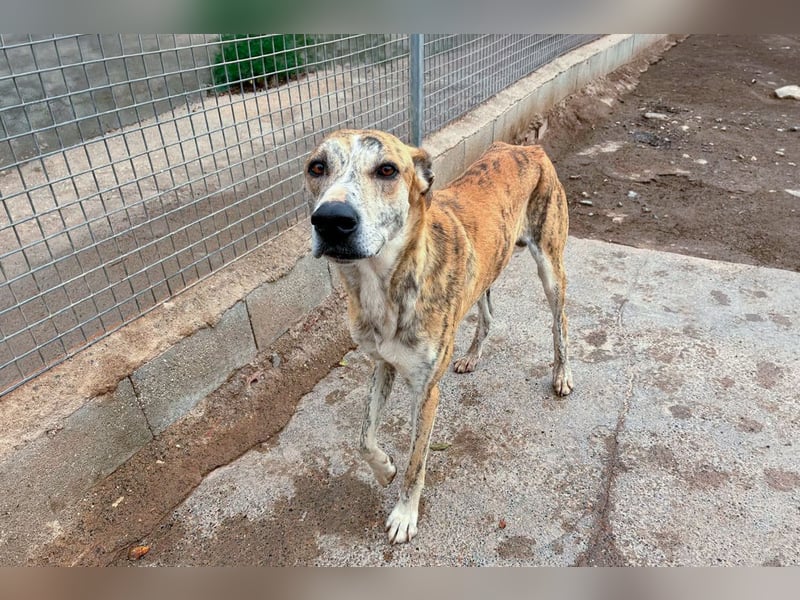 TURBO ❤️ Galgo-Mastín-Mix