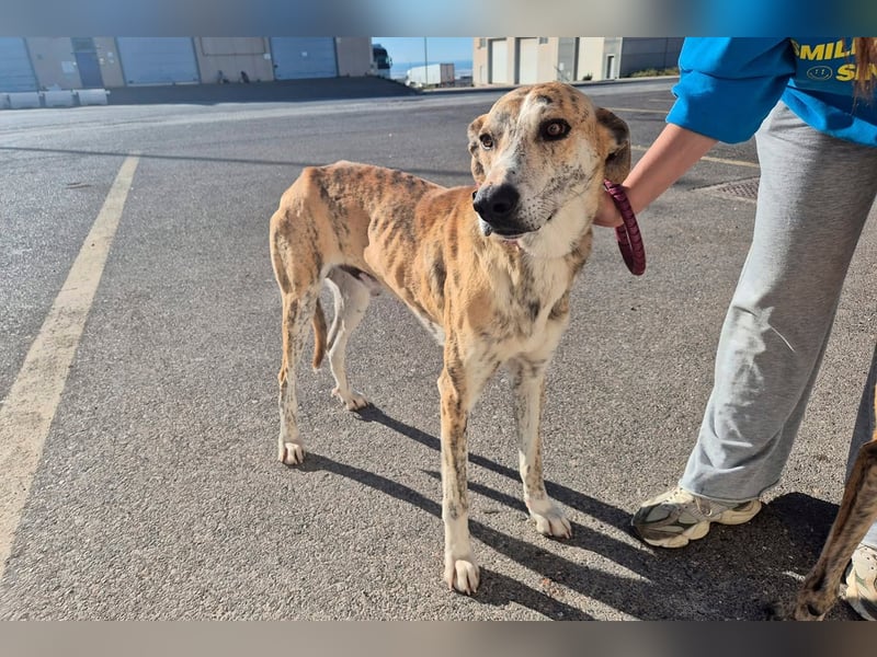 TURBO ❤️ Galgo-Mastín-Mix