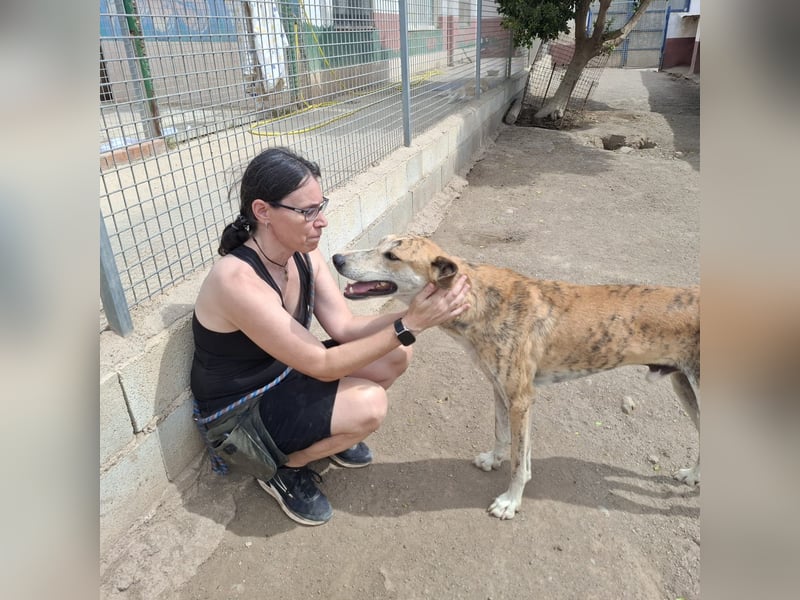 TURBO ❤️ Galgo-Mastín-Mix
