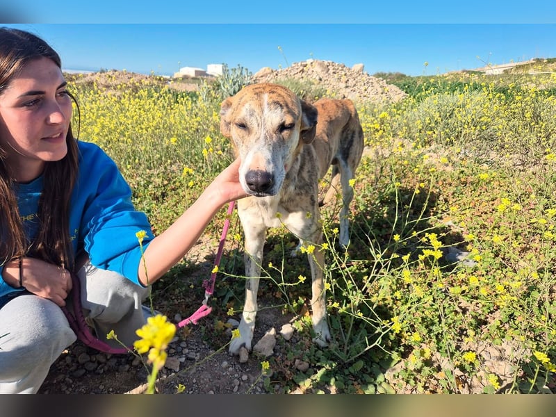 TURBO ❤️ Galgo-Mastín-Mix