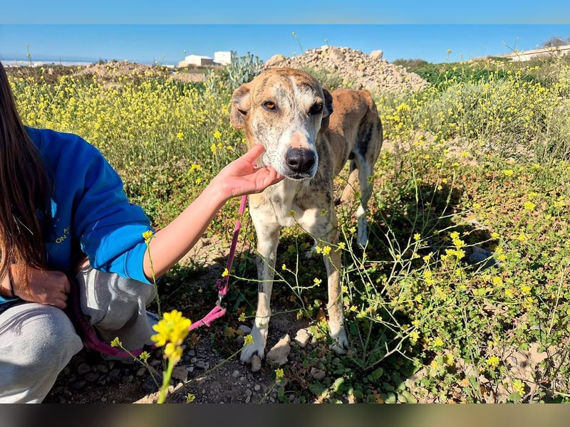 TURBO ❤️ Galgo-Mastín-Mix
