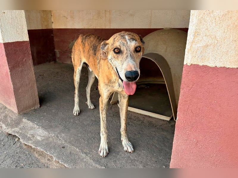 TURBO ❤️ Galgo-Mastín-Mix