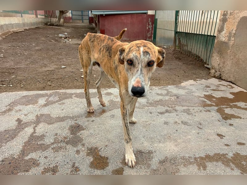 TURBO ❤️ Galgo-Mastín-Mix