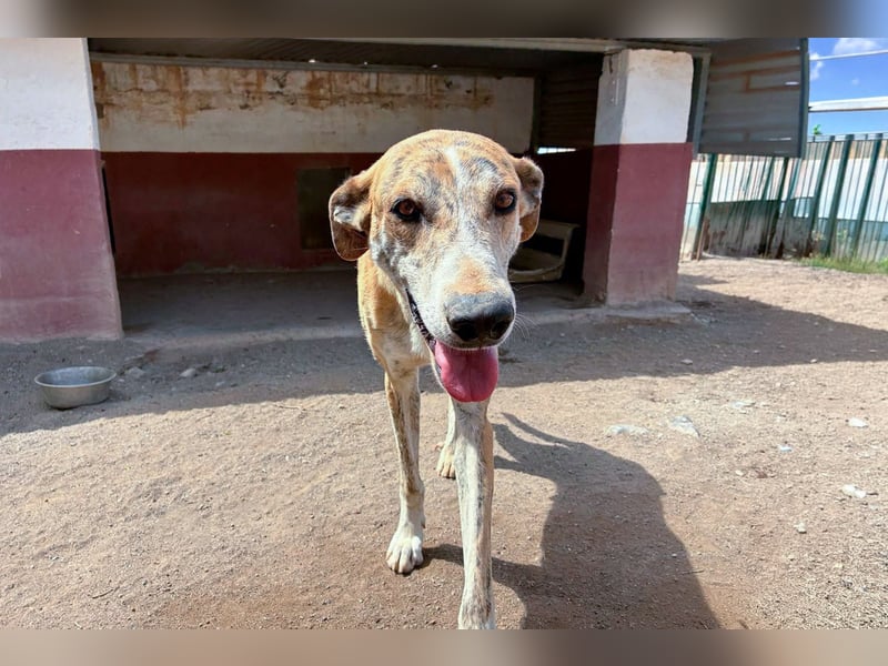 TURBO ❤️ Galgo-Mastín-Mix