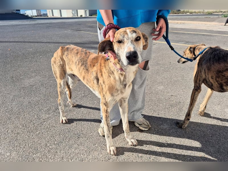 TURBO ❤️ Galgo-Mastín-Mix