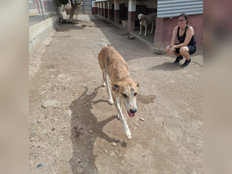 TURBO ❤️ Galgo-Mastín-Mix