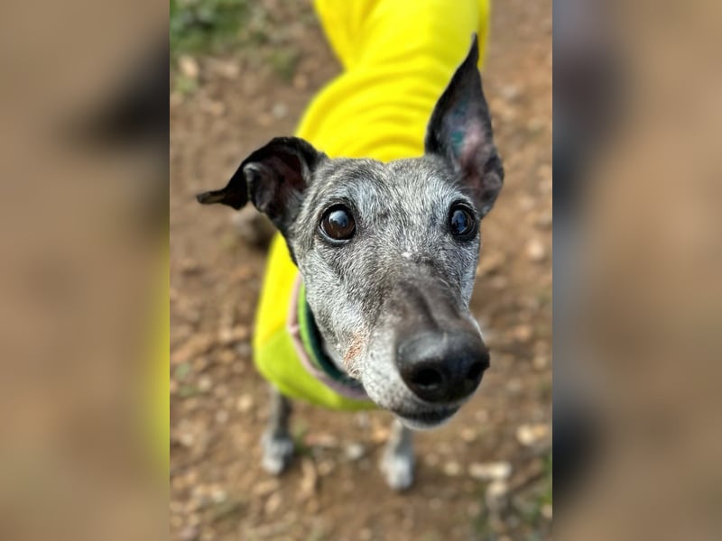 Vaiana *Gnadenplatz gesucht*