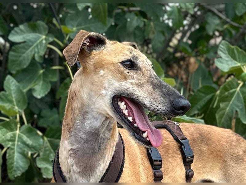Vera