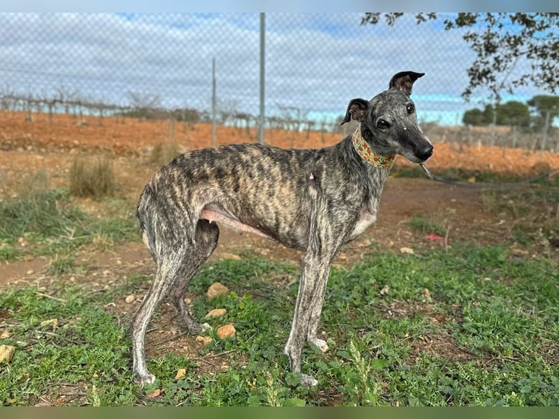 Vaiana *Gnadenplatz gesucht*