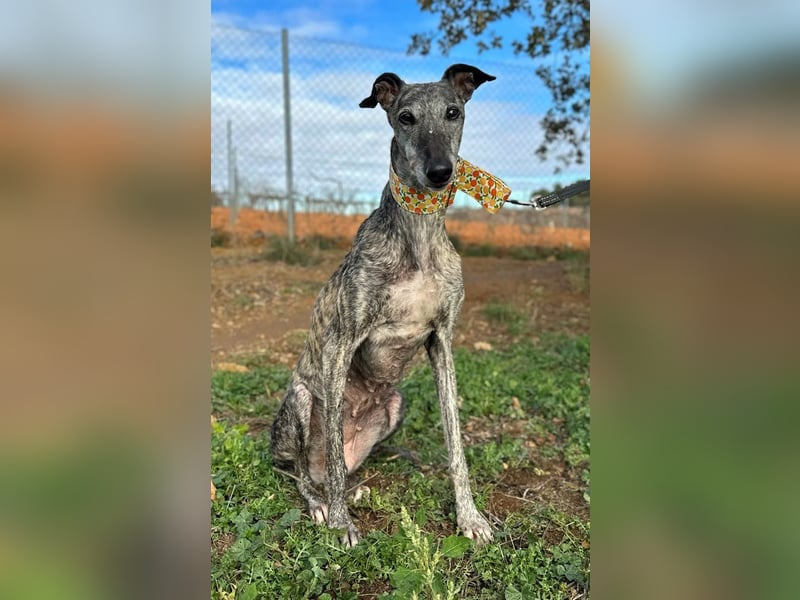 Vaiana *Gnadenplatz gesucht*