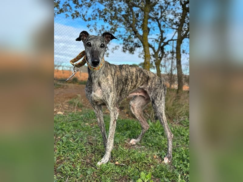 Vaiana *Gnadenplatz gesucht*