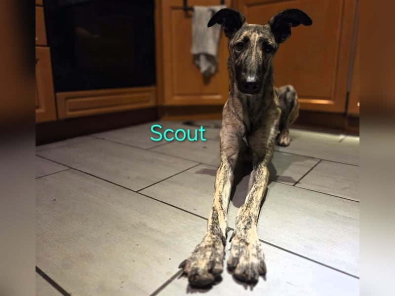 Scout geb. 12/2023 (in Deutschland) - wunderschöner, kluger und sportlicher Galgo-Mix!