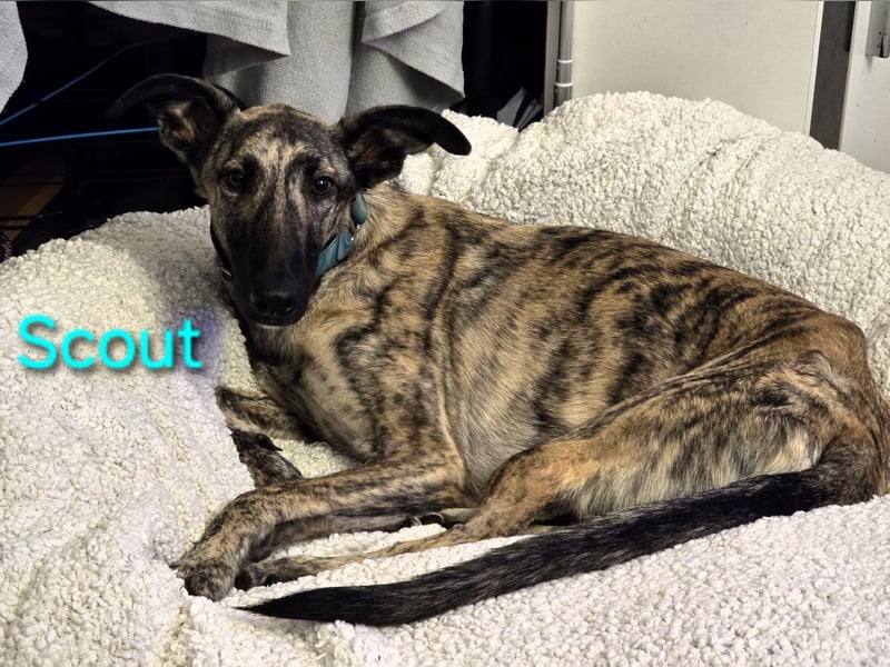 Scout geb. 12/2023 (in Deutschland) - wunderschöner, kluger und sportlicher Galgo-Mix!