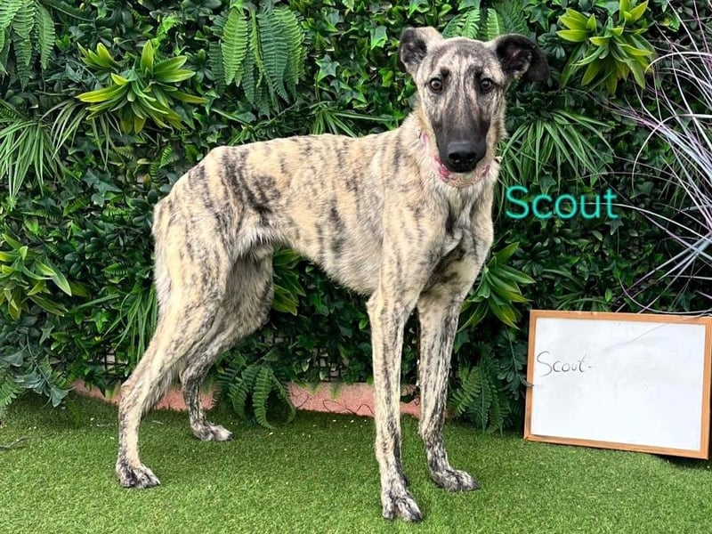 Scout geb. 12/2023 (in Deutschland) - wunderschöner, kluger und sportlicher Galgo-Mix!