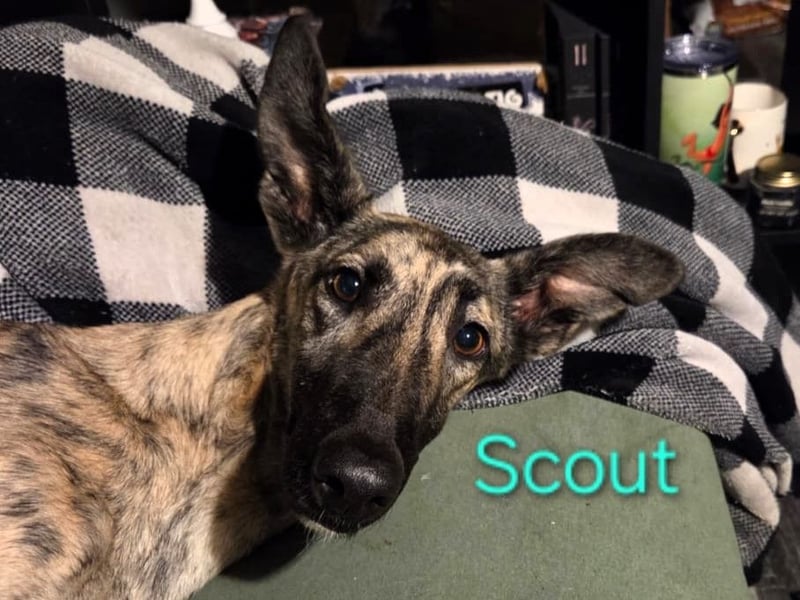 Scout geb. 12/2023 (in Deutschland) - wunderschöner, kluger und sportlicher Galgo-Mix!