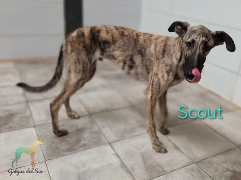 Scout geb. 12/2023 (in Deutschland) - wunderschöner, kluger und sportlicher Galgo-Mix!