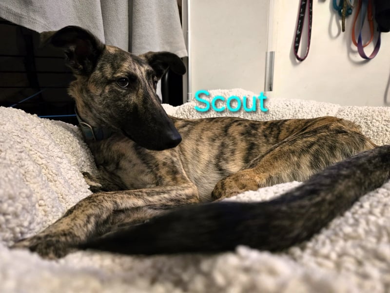 Scout geb. 12/2023 (in Deutschland) - wunderschöner, kluger und sportlicher Galgo-Mix!